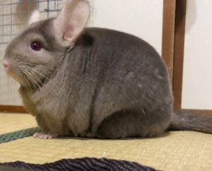 チンチラ
